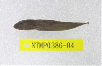 藏品(圓斑擬腹吸鰍)的圖片